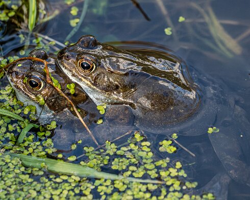 Frog-2026-03-02-4