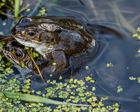 Frog-2026-03-02-5
