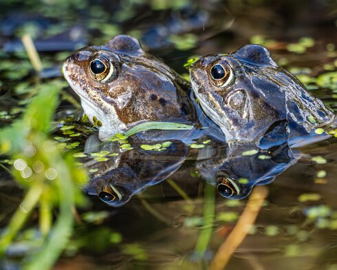 Frog-2026-03-02-7