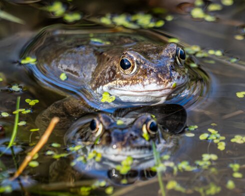 Frog-2026-03-02-8