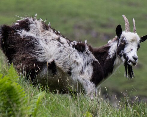 Goats-1