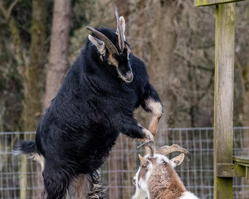 Goats-11