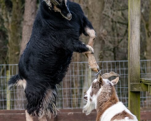 Goats-12