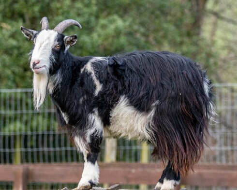 Goats-13