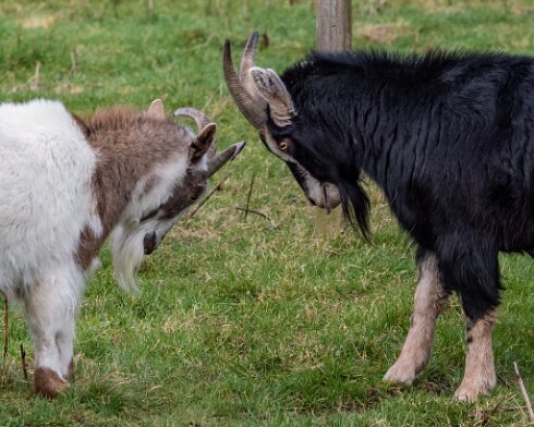 Goats-15