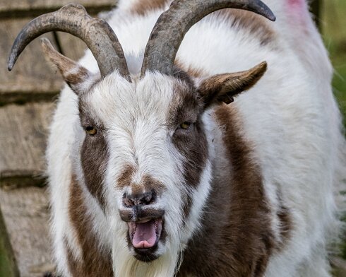 Goats-17