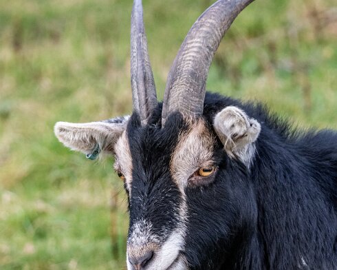 Goats-19