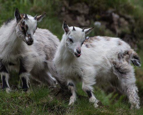 Goats-2