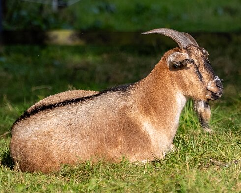 Goats-20