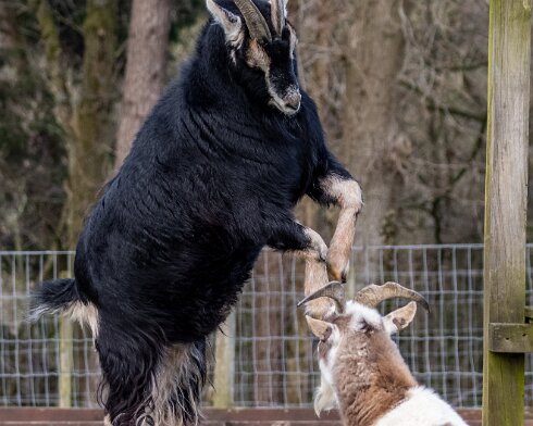 Goats-2023-02-13-1