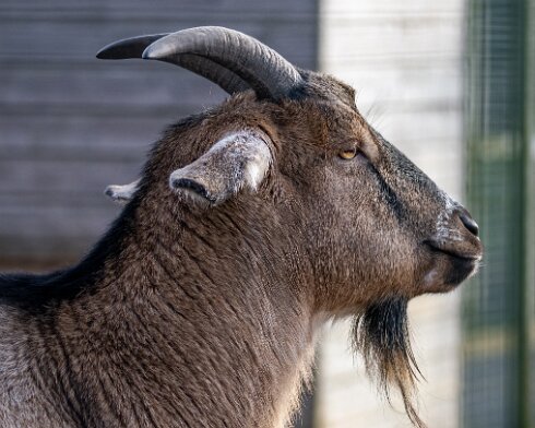 Goats-2023-02-13-13