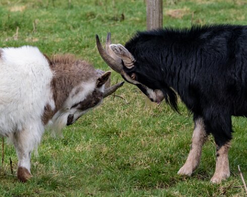 Goats-2023-02-13-5