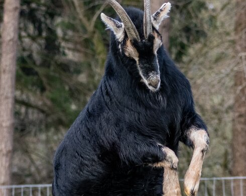 Goats-2023-02-13-7