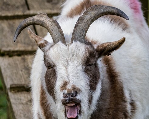 Goats-2023-02-13-9