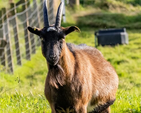 Goats-2023-10-03-2