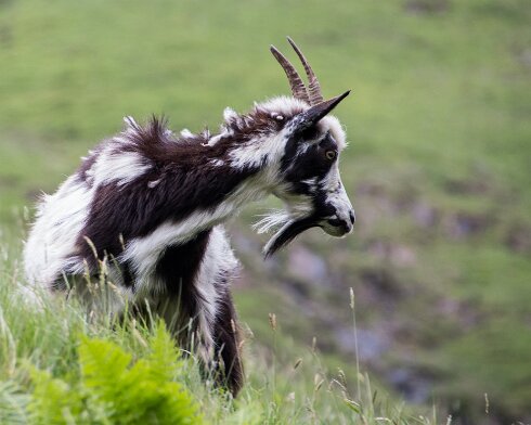Goats-3
