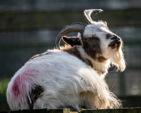 Goats-4