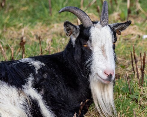 Goats-7