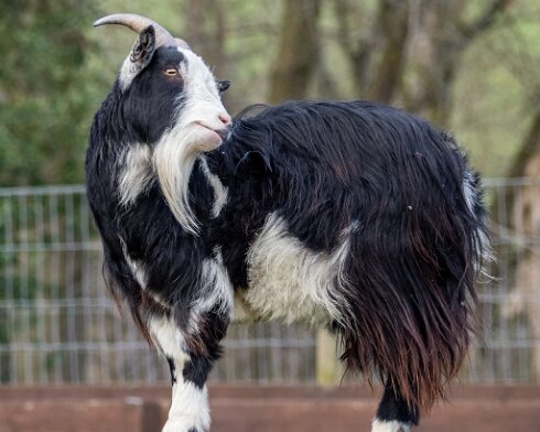 Goats-9