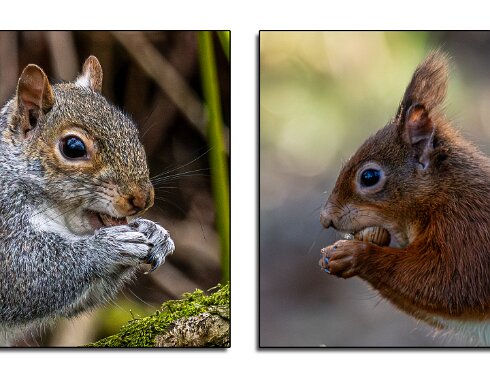 Grey-Squirrel-2