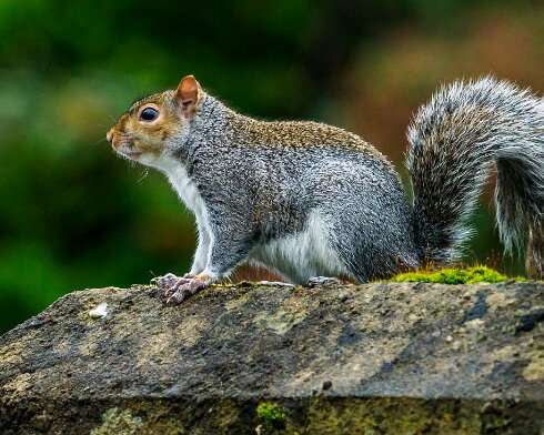 Grey-Squirrel-2020-10-31-2