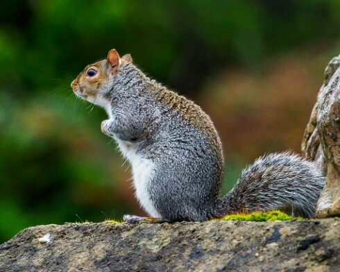 Grey-Squirrel-2020-10-31-3