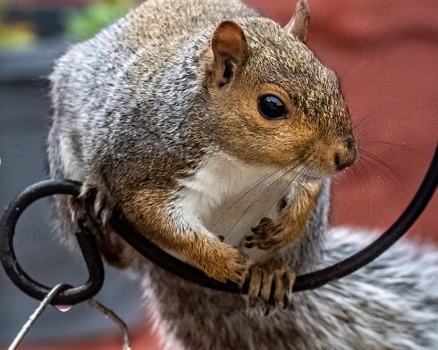 Grey-Squirrel-2023-10-07-1