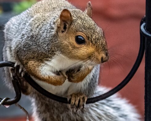 Grey-Squirrel-2023-10-07-2