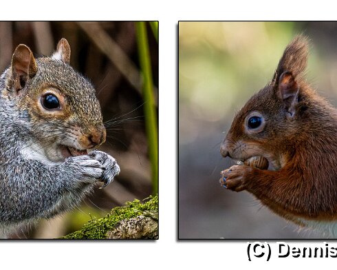 Grey-Red-Squirrel
