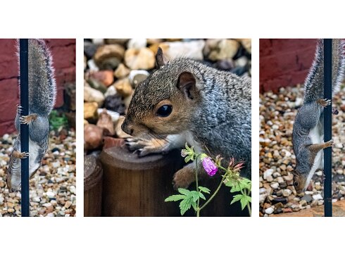 Grey-Squirrel-1