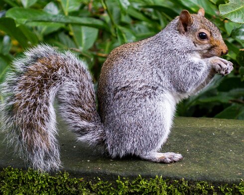 Grey-Squirrel-2016-10-29