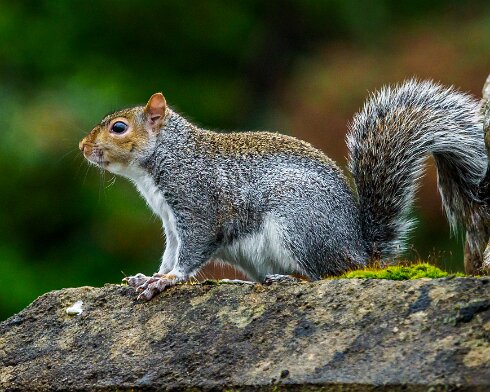 Grey-Squirrel-2020-10-31-1