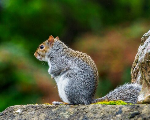 Grey-Squirrel-2020-10-31-4