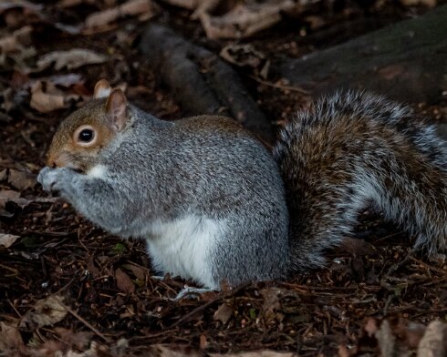Grey-Squirrel-2021-01-08