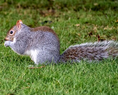 Grey-Squirrel-2022-02-10-1