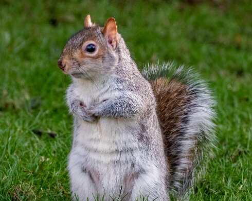 Grey-Squirrel-2022-02-10-2