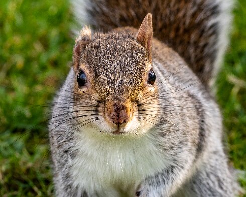 Grey-Squirrel-2022-02-10-3