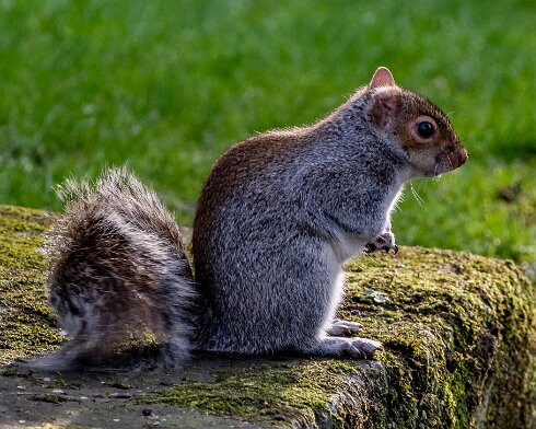 Grey-Squirrel-2022-02-10-4