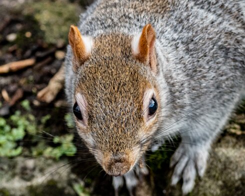 Grey-Squirrel-2022-02-10-5