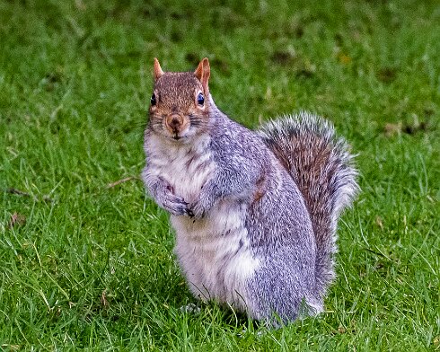 Grey-Squirrel-2022-02-10-6