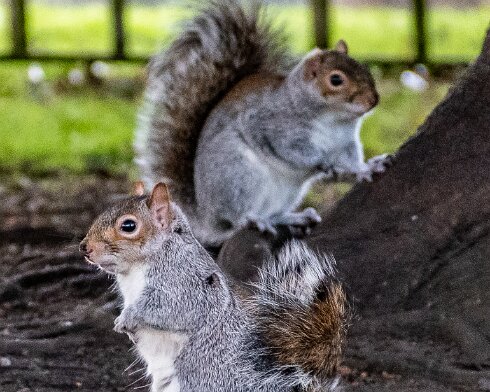 Grey-Squirrel-2022-02-10-7