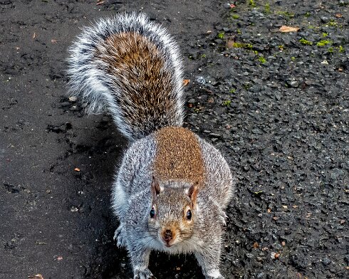 Grey-Squirrel-2022-11-20-1