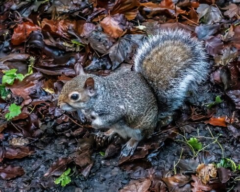 Grey-Squirrel-2022-11-20-2