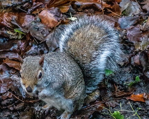 Grey-Squirrel-2022-11-20-3