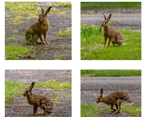 Hare-1