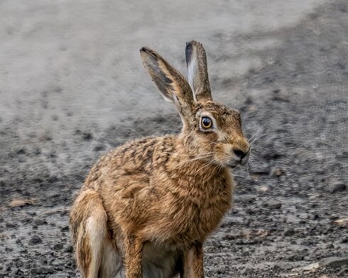 Hare-2023-07-23