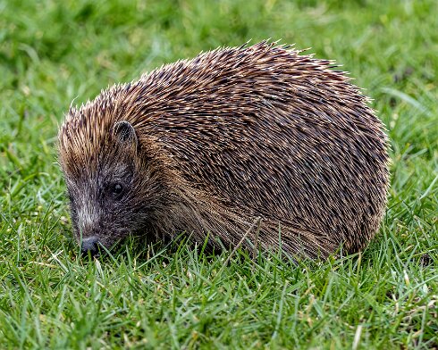 Hedgehog