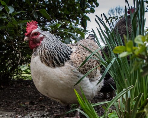 Hen