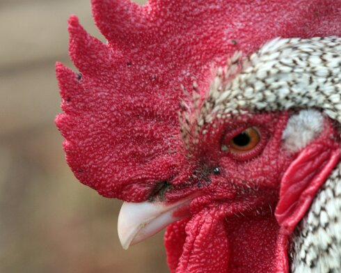 Rooster-2011-04-25