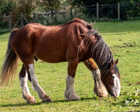 Clydesdale-Horse-2023-10-03-1
